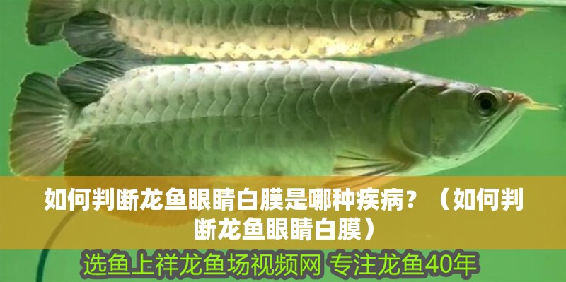如何判斷龍魚眼睛白膜是哪種疾病？（如何判斷龍魚眼睛白膜）