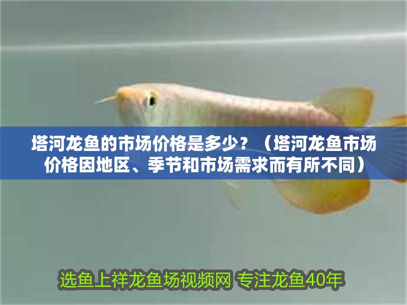 塔河龍魚的市場價格是多少？（塔河龍魚市場價格因地區、季節和市場需求而有所不同） 塔河龍魚的市場價格是多少？（塔河龍魚市場價格因地區、季節和市場需求而有所不同） 龍魚百科