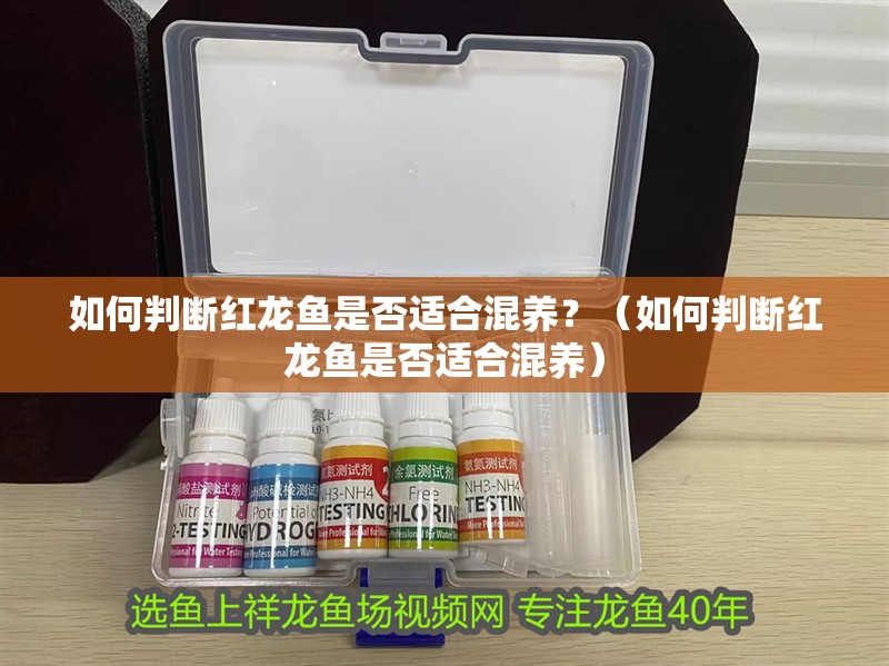 如何判斷紅龍魚(yú)是否適合混養(yǎng)？（如何判斷紅龍魚(yú)是否適合混養(yǎng)）