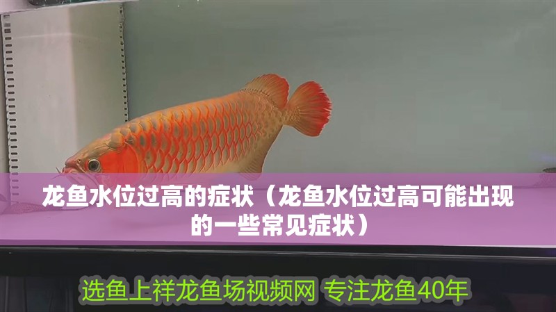 龍魚水位過高的癥狀（龍魚水位過高可能出現(xiàn)的一些常見癥狀）
