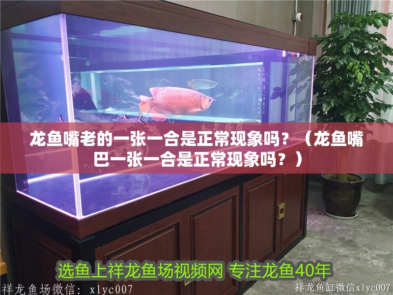 龍魚嘴老的一張一合是正常現象嗎？（龍魚嘴巴一張一合是正常現象嗎？）