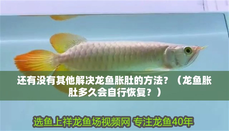 還有沒有其他解決龍魚脹肚的方法？（龍魚脹肚多久會自行恢復？）