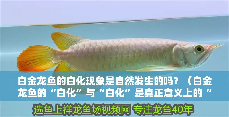 白金龍魚的白化現象是自然發生的嗎？（白金龍魚的“白化”與“白化”是真正意義上的“白化”）