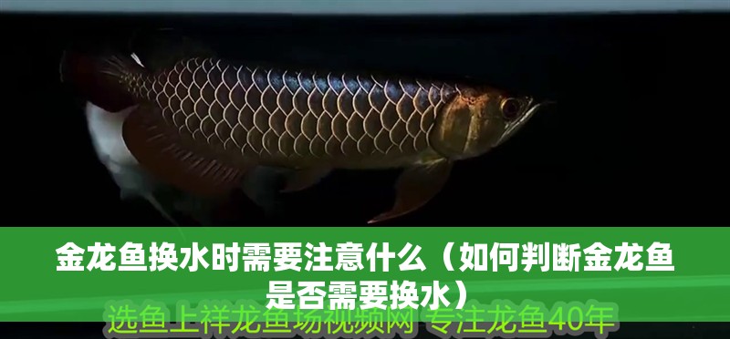 金龍魚換水時需要注意什么（如何判斷金龍魚是否需要換水）