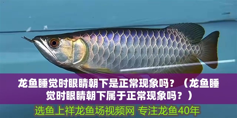 龍魚睡覺時眼睛朝下是正?，F象嗎？（龍魚睡覺時眼睛朝下屬于正常現象嗎？）