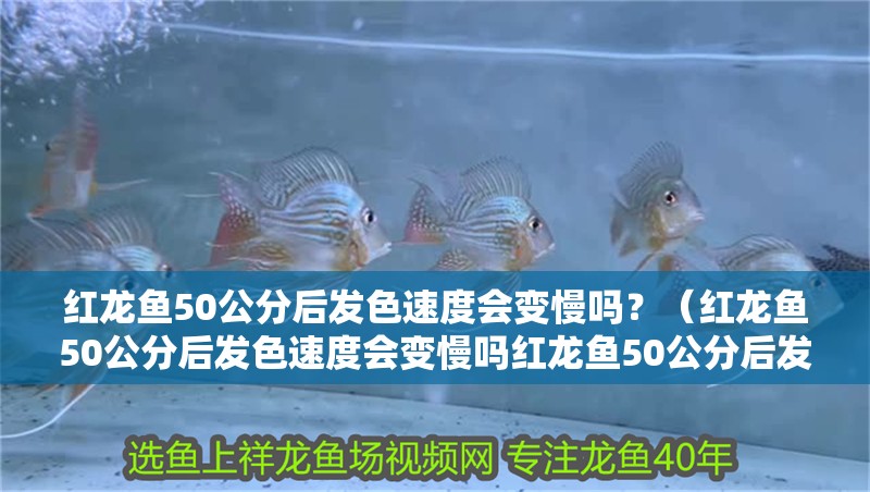 紅龍魚50公分后發色速度會變慢嗎？（紅龍魚50公分后發色速度會變慢嗎紅龍魚50公分后發色會偶爾倒退嗎）