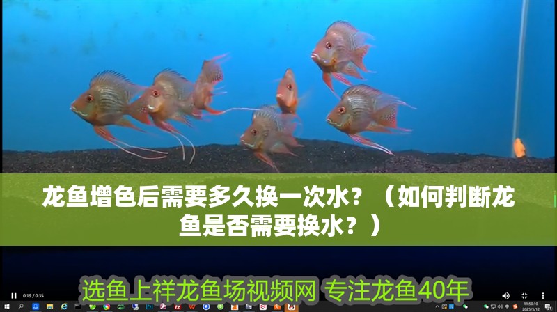 龍魚增色后需要多久換一次水？（如何判斷龍魚是否需要換水？）