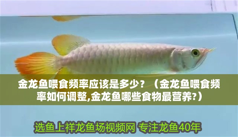 金龍魚喂食頻率應該是多少？（金龍魚喂食頻率如何調整,金龍魚哪些食物最營養?）