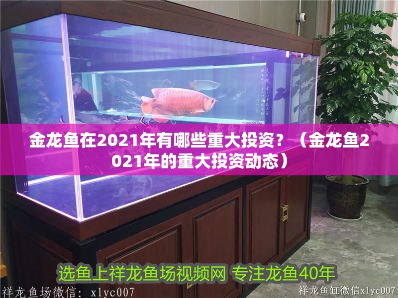 金龍魚(yú)在2021年有哪些重大投資？（金龍魚(yú)2021年的重大投資動(dòng)態(tài)）