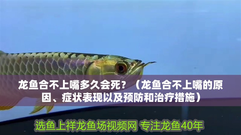 龍魚合不上嘴多久會(huì)死？（龍魚合不上嘴的原因、癥狀表現(xiàn)以及預(yù)防和治療措施）