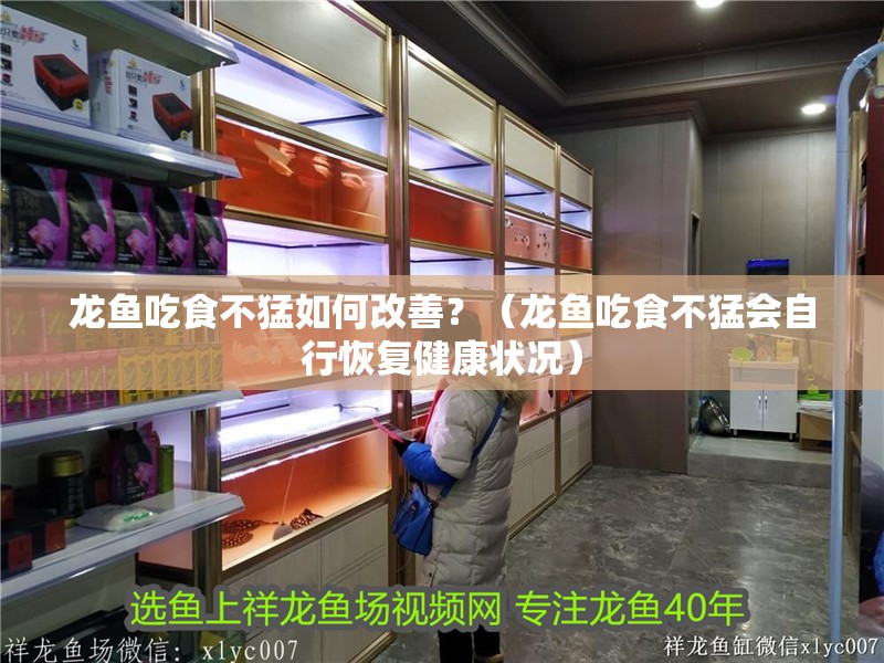 龍魚吃食不猛如何改善？（龍魚吃食不猛會自行恢復健康狀況）