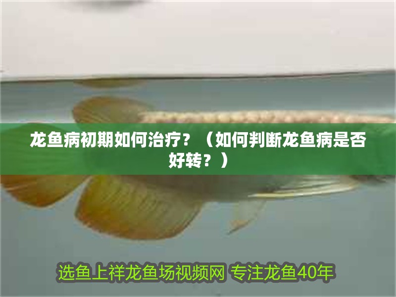 龍魚病初期如何治療？（如何判斷龍魚病是否好轉？）