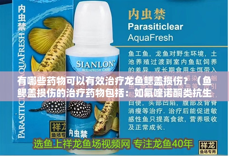 有哪些藥物可以有效治療龍魚鰓蓋損傷？（魚鰓蓋損傷的治療藥物包括：如氟喹諾酮類抗生素）