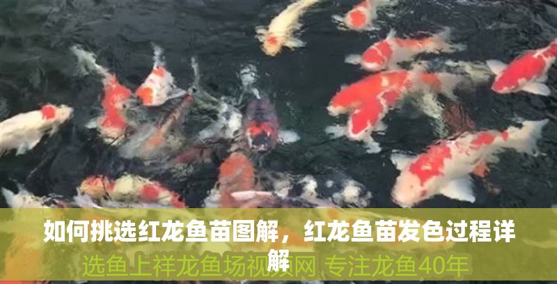 如何挑選紅龍魚苗圖解，紅龍魚苗發色過程詳解