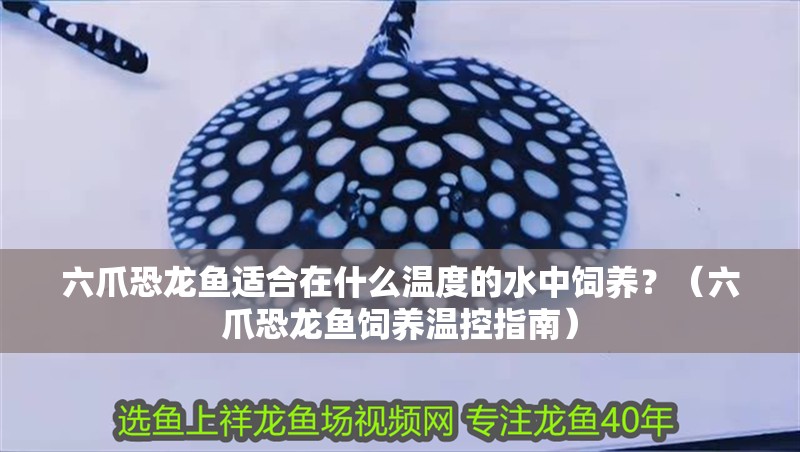 六爪恐龍魚適合在什么溫度的水中飼養？（六爪恐龍魚飼養溫控指南）