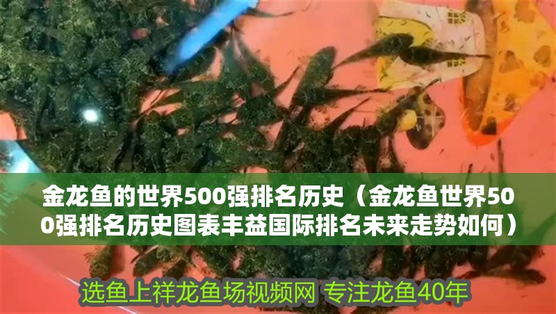 金龍魚的世界500強(qiáng)排名歷史（金龍魚世界500強(qiáng)排名歷史圖表豐益國際排名未來走勢如何）