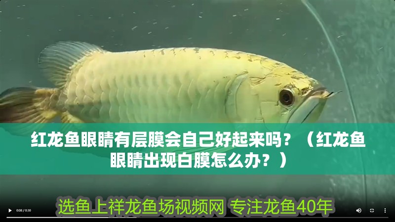 紅龍魚眼睛有層膜會自己好起來嗎？（紅龍魚眼睛出現(xiàn)白膜怎么辦？）