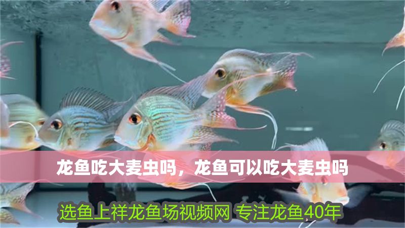 龍魚吃大麥蟲嗎，龍魚可以吃大麥蟲嗎 龍魚吃大麥蟲嗎，龍魚可以吃大麥蟲嗎 龍魚百科 第2張