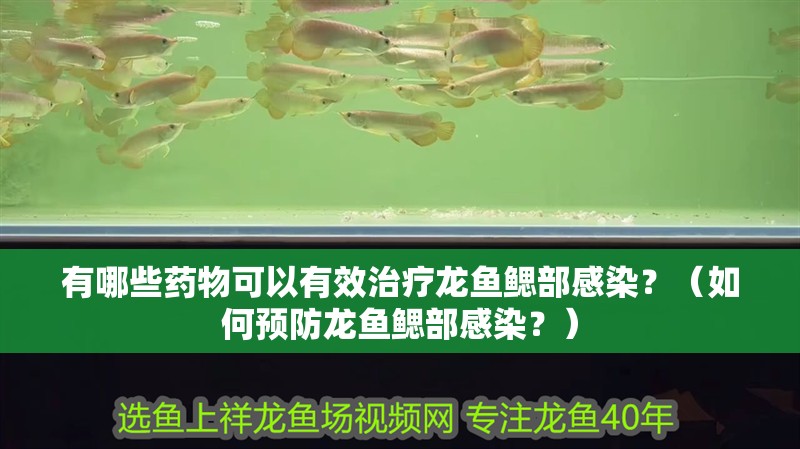 有哪些藥物可以有效治療龍魚鰓部感染？（如何預防龍魚鰓部感染？）