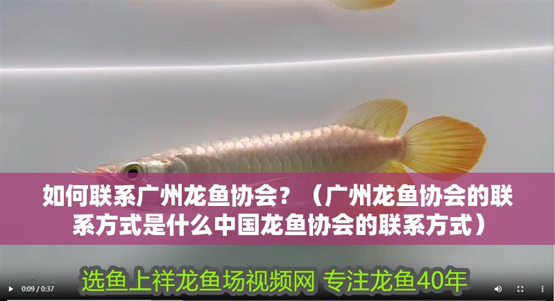 如何聯系廣州龍魚協會？（廣州龍魚協會的聯系方式是什么中國龍魚協會的聯系方式）