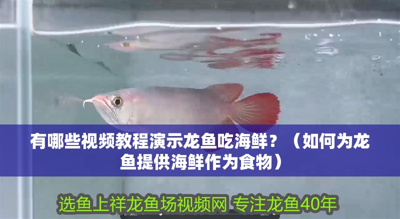 有哪些視頻教程演示龍魚吃海鮮？（如何為龍魚提供海鮮作為食物）