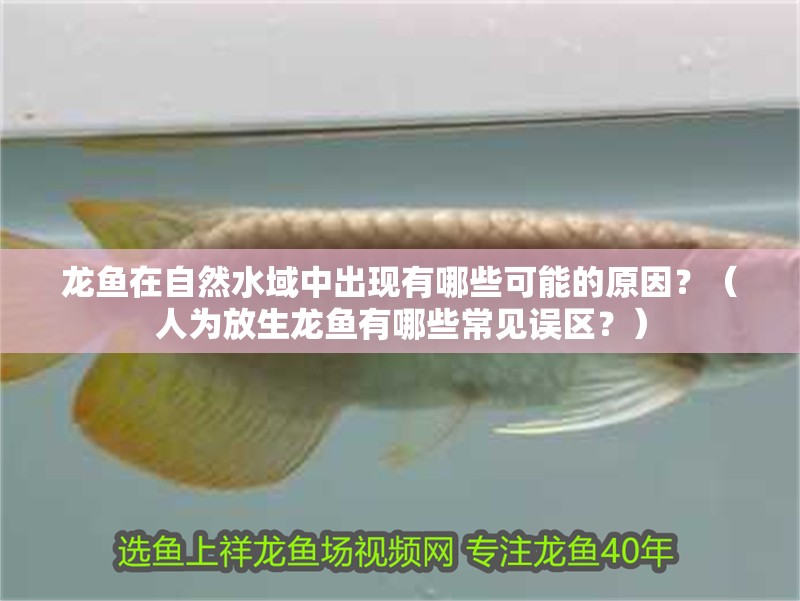 龍魚(yú)在自然水域中出現(xiàn)有哪些可能的原因？（人為放生龍魚(yú)有哪些常見(jiàn)誤區(qū)？）