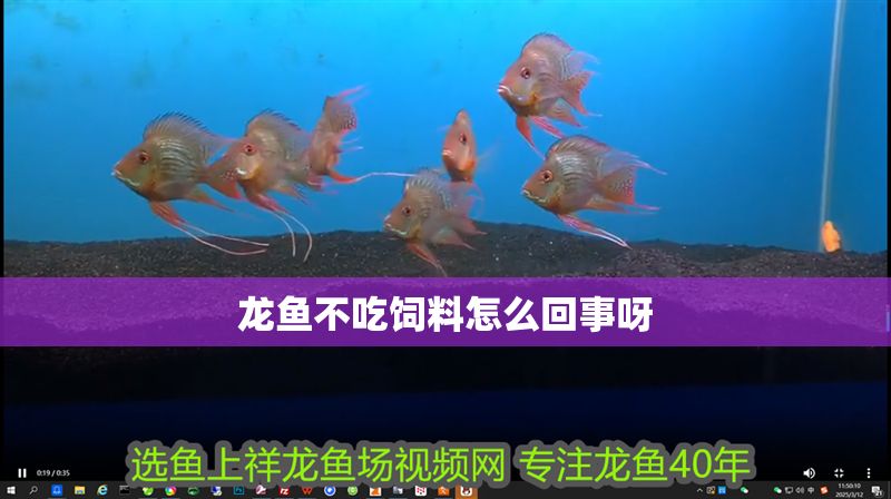 龍魚不吃飼料怎么回事呀
