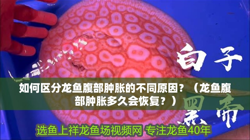 如何區(qū)分龍魚腹部腫脹的不同原因？（龍魚腹部腫脹多久會恢復？）