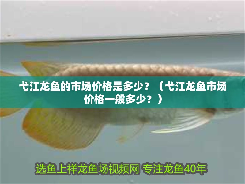 弋江龍魚的市場價格是多少？（弋江龍魚市場價格一般多少？）