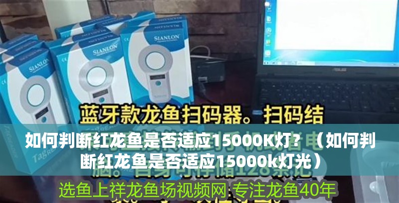 如何判斷紅龍魚是否適應15000K燈？（如何判斷紅龍魚是否適應15000k燈光）