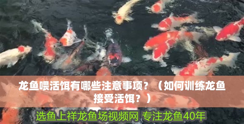 龍魚喂活餌有哪些注意事項？（如何訓(xùn)練龍魚接受活餌？）