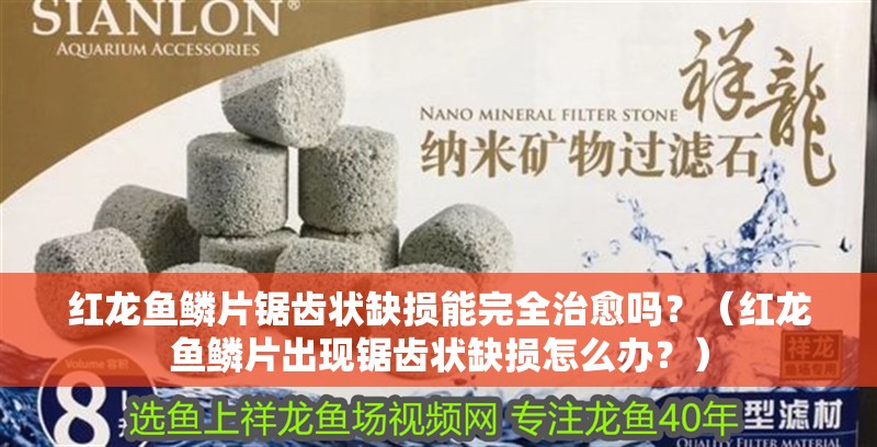紅龍魚鱗片鋸齒狀缺損能完全治愈嗎？（紅龍魚鱗片出現(xiàn)鋸齒狀缺損怎么辦？）