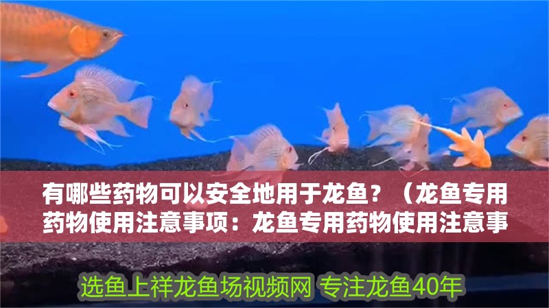 有哪些藥物可以安全地用于龍魚？（龍魚專用藥物使用注意事項：龍魚專用藥物使用注意事項） 有哪些藥物可以安全地用于龍魚？（龍魚專用藥物使用注意事項：龍魚專用藥物使用注意事項） 龍魚百科