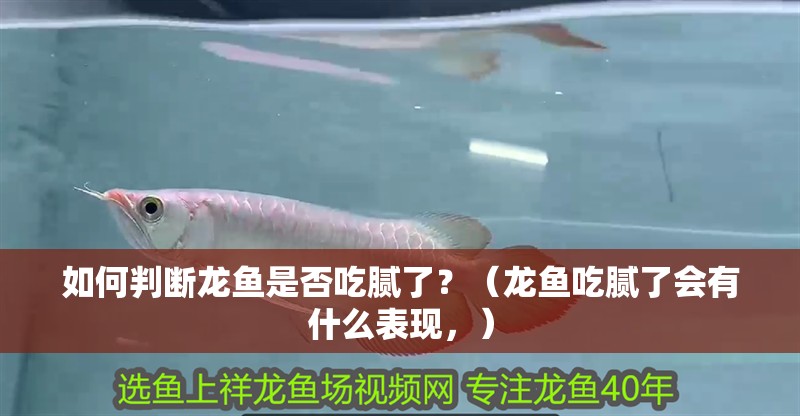 如何判斷龍魚是否吃膩了？（龍魚吃膩了會有什么表現，）