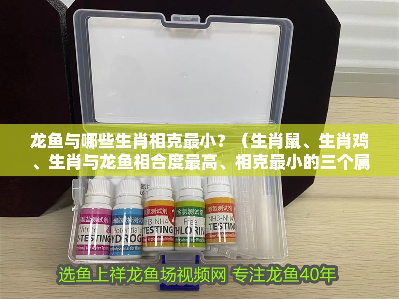 龍魚與哪些生肖相克最小？（生肖鼠、生肖雞、生肖與龍魚相合度最高、相克最小的三個屬相）