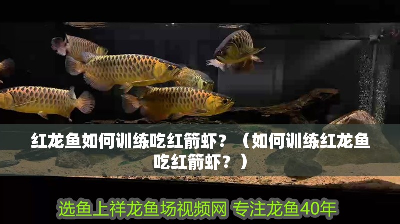 紅龍魚如何訓練吃紅箭蝦？（如何訓練紅龍魚吃紅箭蝦？）