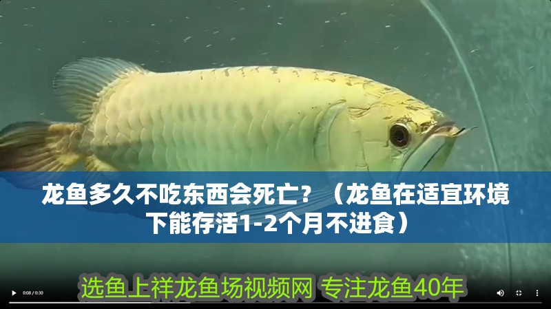 龍魚多久不吃東西會死亡？（龍魚在適宜環境下能存活1-2個月不進食）