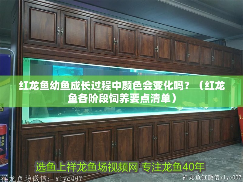 紅龍魚幼魚成長過程中顏色會變化嗎？（紅龍魚各階段飼養要點清單）