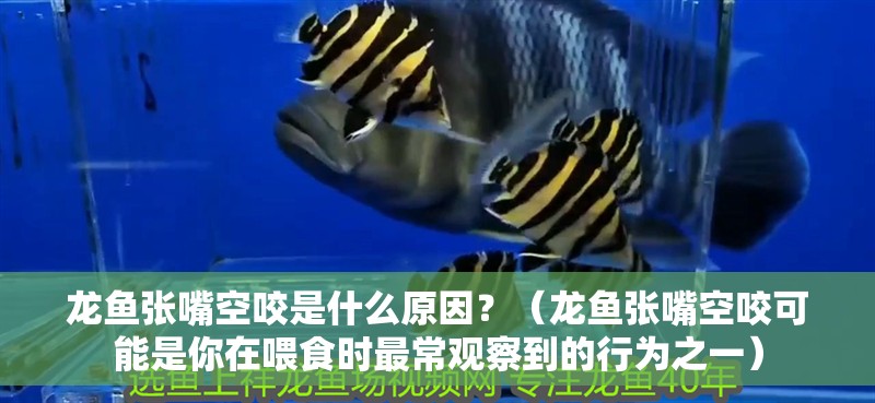 龍魚張嘴空咬是什么原因？（龍魚張嘴空咬可能是你在喂食時最常觀察到的行為之一）