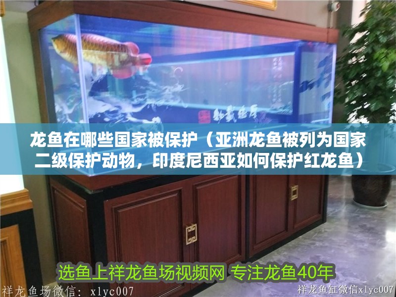 龍魚在哪些國家被保護（亞洲龍魚被列為國家二級保護動物，印度尼西亞如何保護紅龍魚）