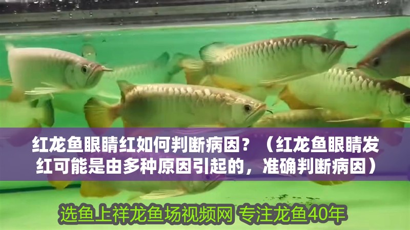 紅龍魚眼睛紅如何判斷病因？（紅龍魚眼睛發紅可能是由多種原因引起的，準確判斷病因）