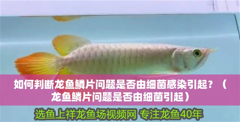如何判斷龍魚鱗片問題是否由細菌感染引起？（龍魚鱗片問題是否由細菌引起）