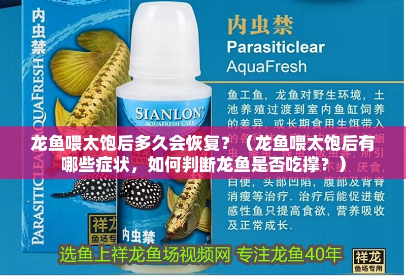 龍魚喂太飽后多久會恢復？（龍魚喂太飽后有哪些癥狀，如何判斷龍魚是否吃撐？） 龍魚喂太飽后多久會恢復？（龍魚喂太飽后有哪些癥狀，如何判斷龍魚是否吃撐？） 龍魚百科