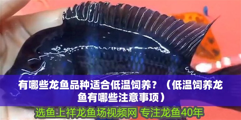 有哪些龍魚品種適合低溫飼養(yǎng)？（低溫飼養(yǎng)龍魚有哪些注意事項）