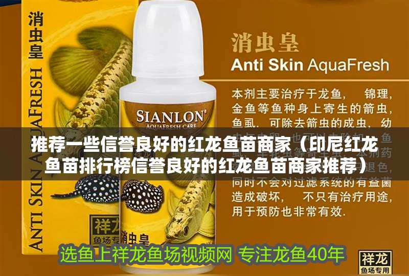 推薦一些信譽良好的紅龍魚苗商家（印尼紅龍魚苗排行榜信譽良好的紅龍魚苗商家推薦） 推薦一些信譽良好的紅龍魚苗商家（印尼紅龍魚苗排行榜信譽良好的紅龍魚苗商家推薦） 龍魚百科