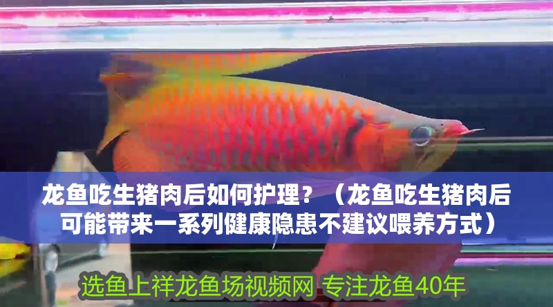 龍魚(yú)吃生豬肉后如何護(hù)理？（龍魚(yú)吃生豬肉后可能帶來(lái)一系列健康隱患不建議喂養(yǎng)方式）