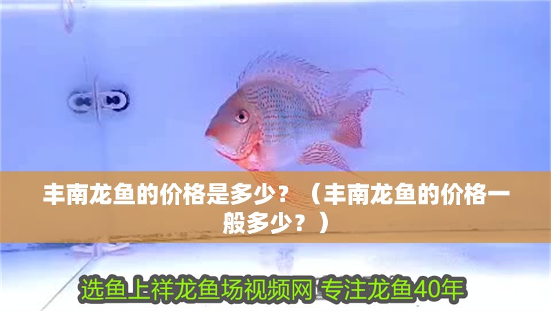 豐南龍魚的價(jià)格是多少？（豐南龍魚的價(jià)格一般多少？）