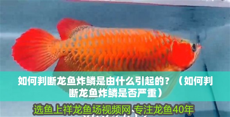 如何判斷龍魚炸鱗是由什么引起的？（如何判斷龍魚炸鱗是否嚴重）