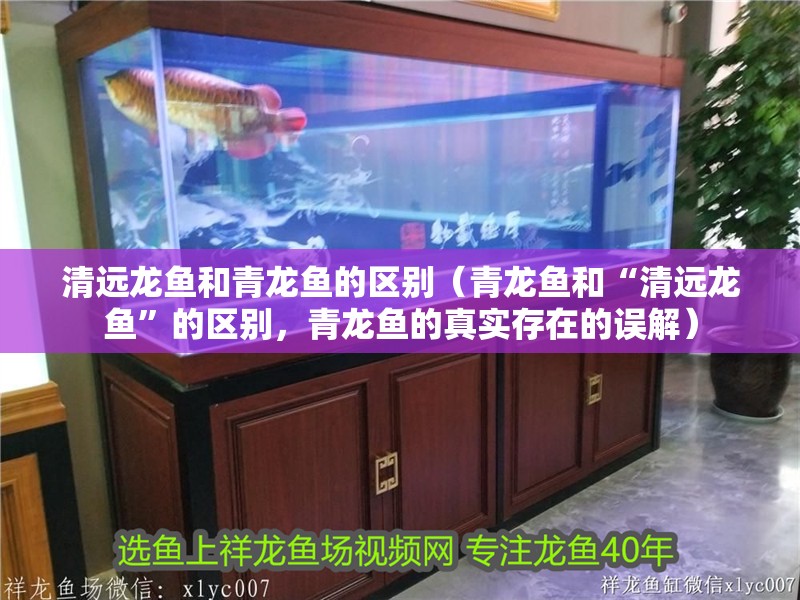 清遠(yuǎn)龍魚(yú)和青龍魚(yú)的區(qū)別（青龍魚(yú)和“清遠(yuǎn)龍魚(yú)”的區(qū)別，青龍魚(yú)的真實(shí)存在的誤解）
