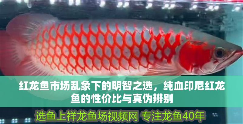 紅龍魚市場亂象下的明智之選，純血印尼紅龍魚的性價比與真偽辨別